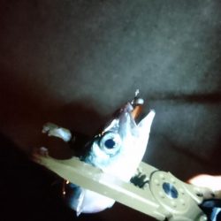 アジング＆サバゲー