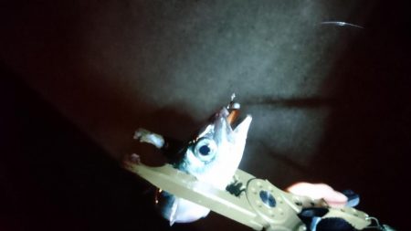 アジング＆サバゲー