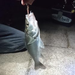 サバ、アジ、セイゴ、メバル、サヨリ