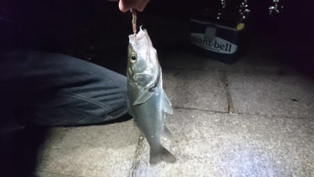 サバ、アジ、セイゴ、メバル、サヨリ