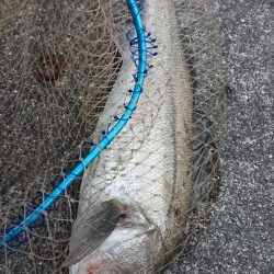 朝練ナナマルシーバス捕獲♪