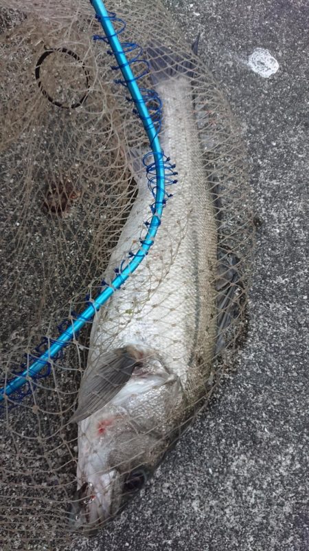 朝練ナナマルシーバス捕獲♪