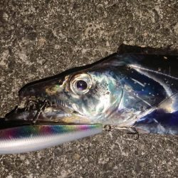 朝練はシーバスナナマル、夕練はロクマルでした♪