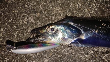 朝練はシーバスナナマル、夕練はロクマルでした♪