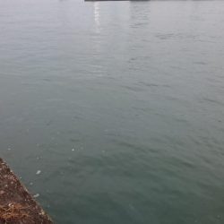 大潮2日目のタチウオ釣行