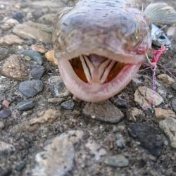 貧果でも釣れてよかった