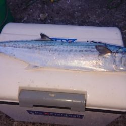 メバルの活性も上がって来てます