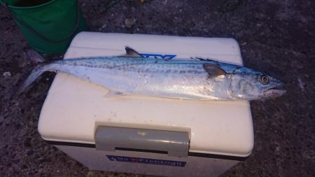 メバルの活性も上がって来てます