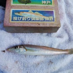 播磨新島でキス狙い