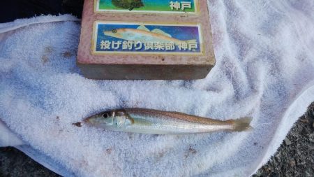 播磨新島でキス狙い