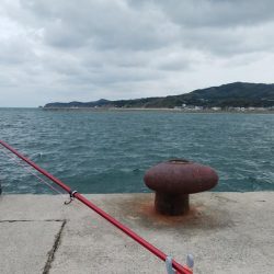 都志へ落ちギス釣査