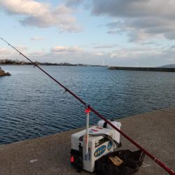近場の江井ヶ島でハゼ釣り