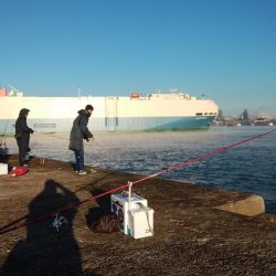 播磨新島で落ちギス釣り