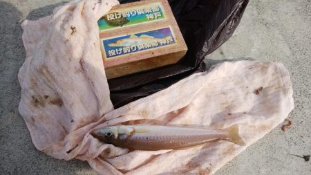 東二見白灯台波止へ落ちギス釣査