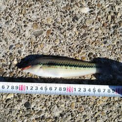 マコガレイ‼️