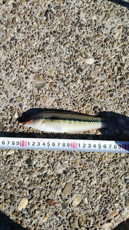 マコガレイ‼️