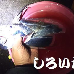 往復４時間、釣行４時間チョットの価値あり。