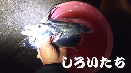 往復４時間、釣行４時間チョットの価値あり。