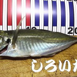 朝に青物不発。夕方に洲本で釣る。