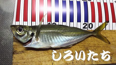 朝に青物不発。夕方に洲本で釣る。