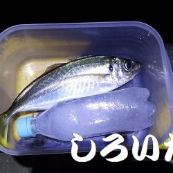 アジを釣りに和歌山遠征！