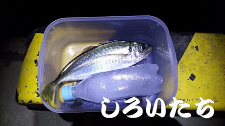 アジを釣りに和歌山遠征！