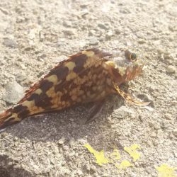 姫路 サヨリ 釣り。