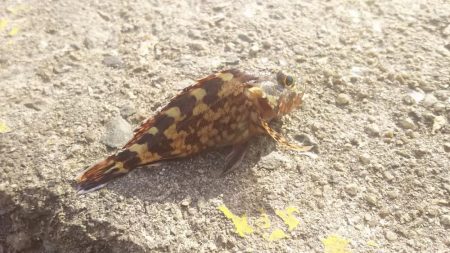 姫路 サヨリ 釣り。