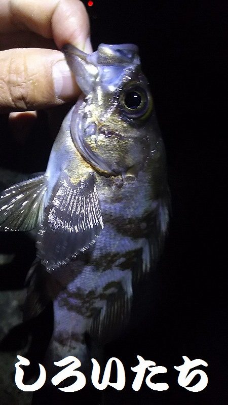 姫路にチヌ狙い。