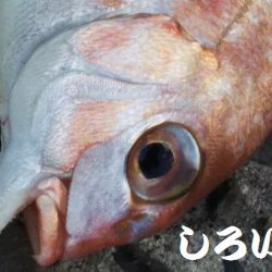 タチウオ調査にカレイ。