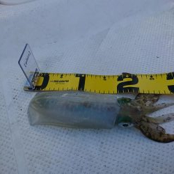 ボートエギング5