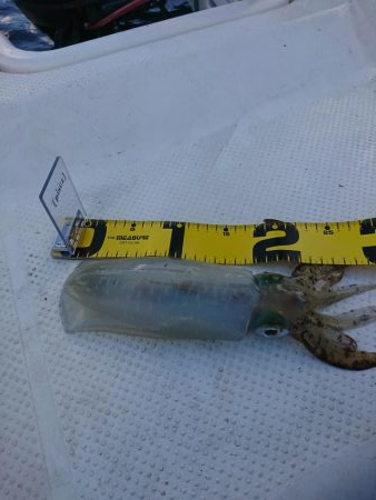 ボートエギング5