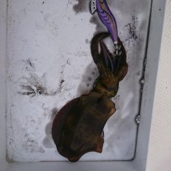 ボートエギング６