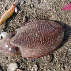 コウイカちゃん