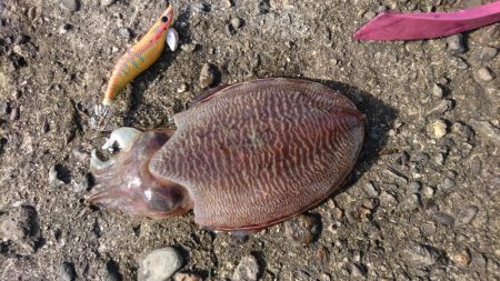 コウイカちゃん