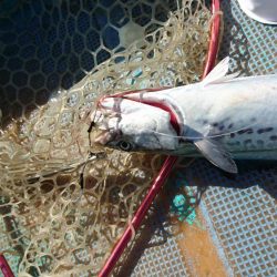 レンタルボートジギング&タイラバ