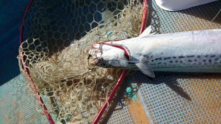 レンタルボートジギング&タイラバ