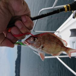 タチパターンジギング