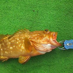 やっぱり泳がせは最強