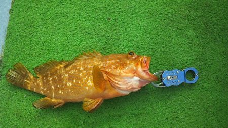 やっぱり泳がせは最強