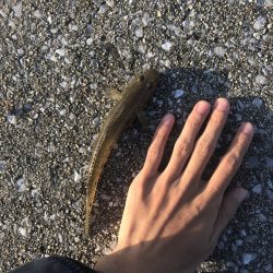 ハゼ・キス釣り