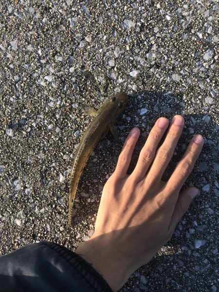 ハゼ・キス釣り