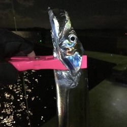 夜釣りで太刀魚ラッシュ！