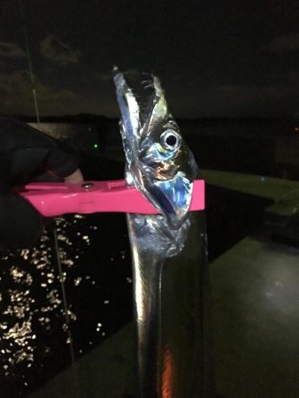 夜釣りで太刀魚ラッシュ！