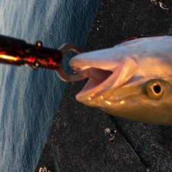 ブリには届かず。