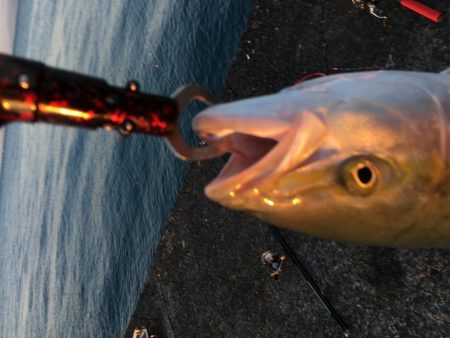 ブリには届かず。