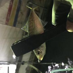 連夜のアジング再び