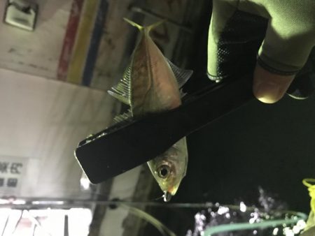 連夜のアジング再び