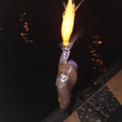 ヒイカ釣り②