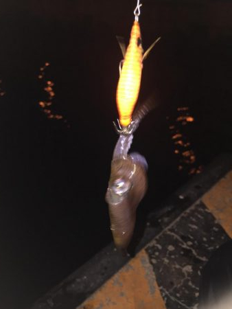 ヒイカ釣り②